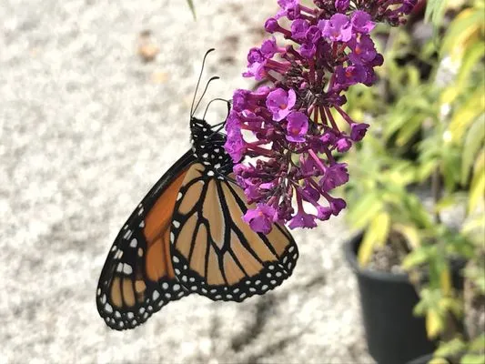Carbajal's Garden Center