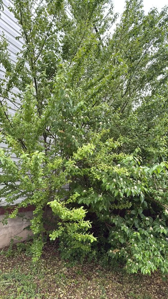 Reliable lawn care service for homes in Lexington, KY by Carbajal’s Landscaping