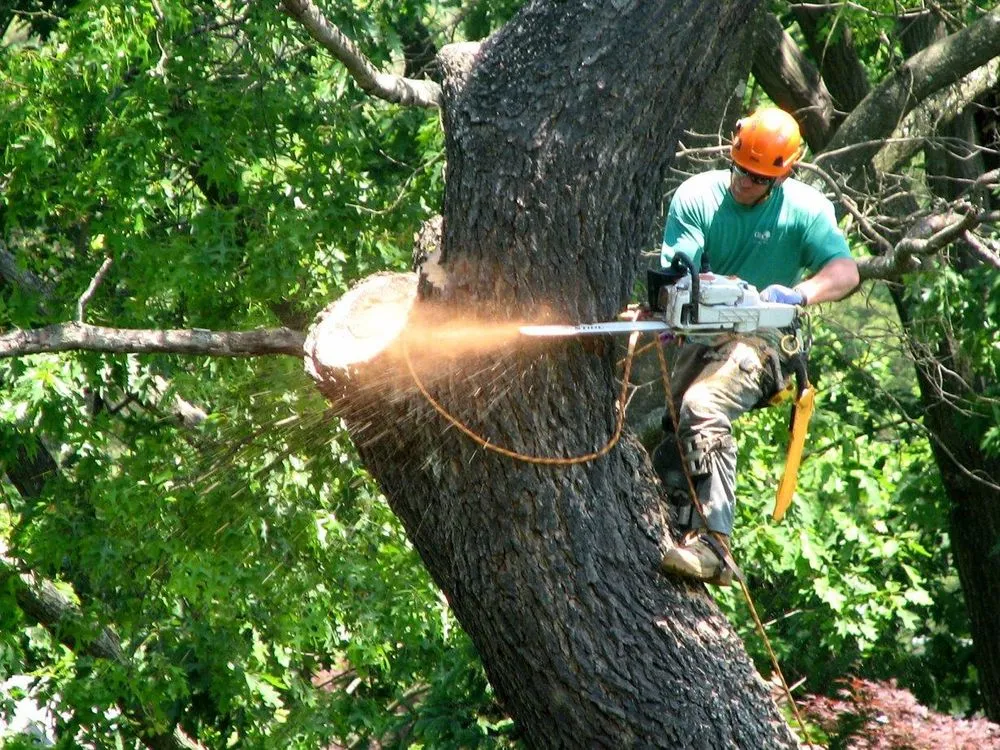 Expert yard cleanup service experts serving Windsor Mill, MD - Carballo Brothers Tree Service and Landscaping