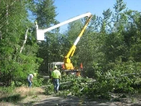 Trusted yard cleanup service experts serving Windsor Mill, MD - Carballo Brothers Tree Service and Landscaping