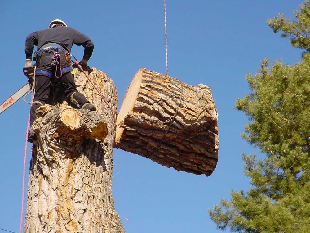 Local residential landscaping in Windsor Mill, MD - Carballo Brothers Tree Service and Landscaping