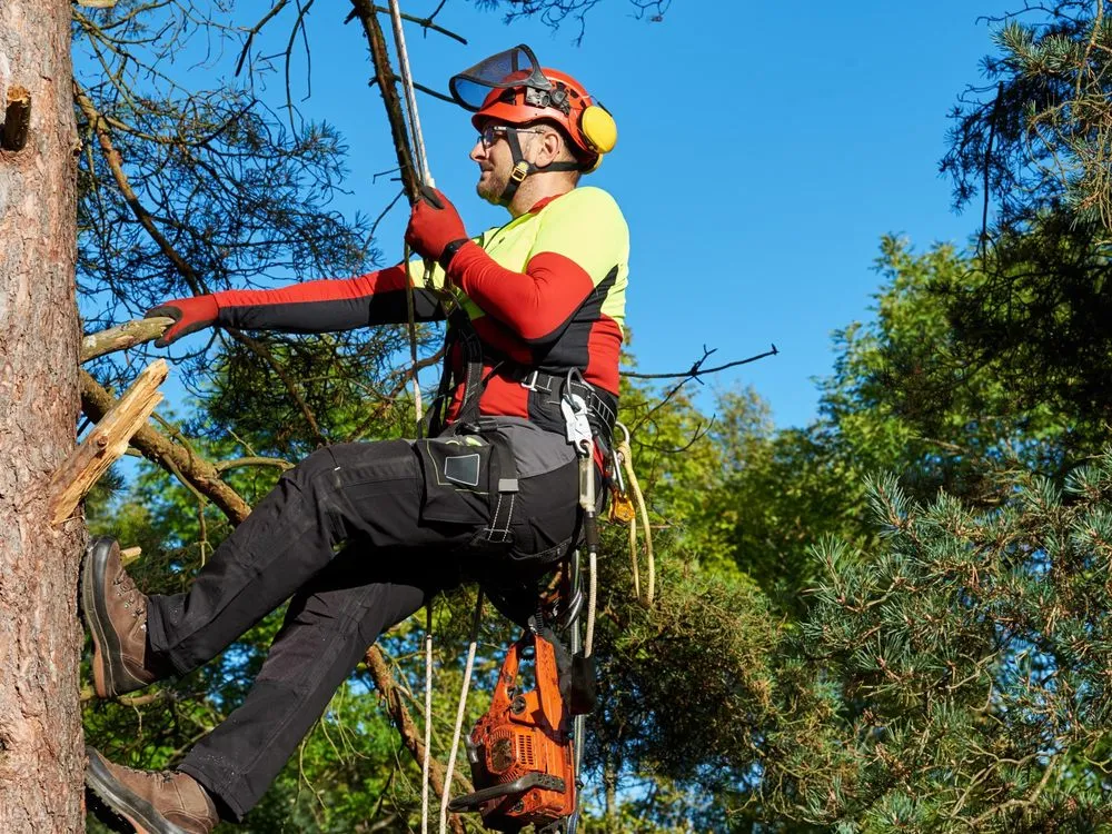 Expert outdoor landscaping in Windsor Mill, MD - Carballo Brothers Tree Service and Landscaping