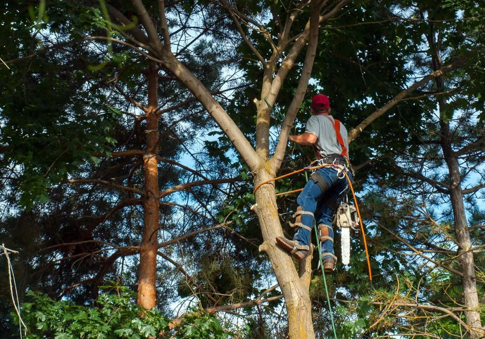 Trusted landscaping services in Windsor Mill, MD by Carballo Brothers Tree Service and Landscaping