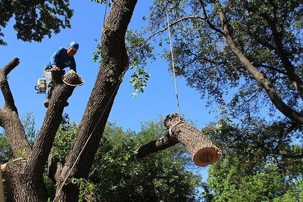Custom lawn care service for outdoor upgrades across Windsor Mill, MD - Carballo Brothers Tree Service and Landscaping