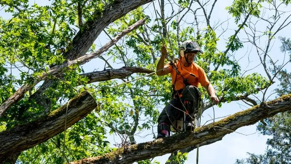 Carballo Brothers Tree Service and Landscaping Logo