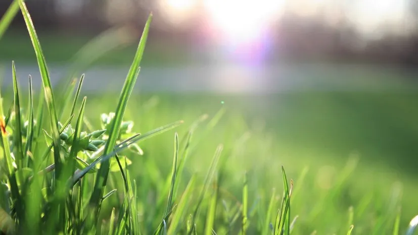 Expert landscape design for year-round maintenance in Flower Mound, TX by Carbon Cutters Landscaping