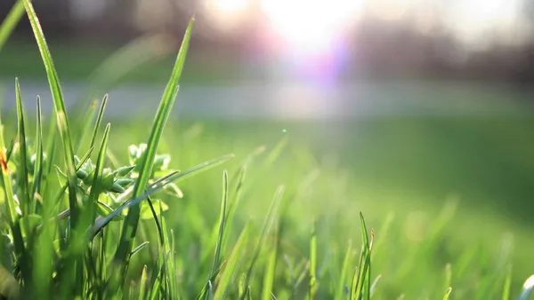 Carbon Cutters Landscaping Logo