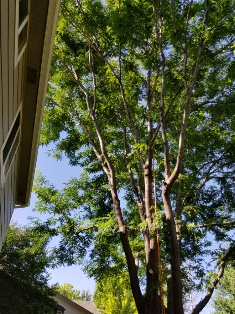 Reliable outdoor landscaping in Firestone, CO by Carbon Valley Tree Care