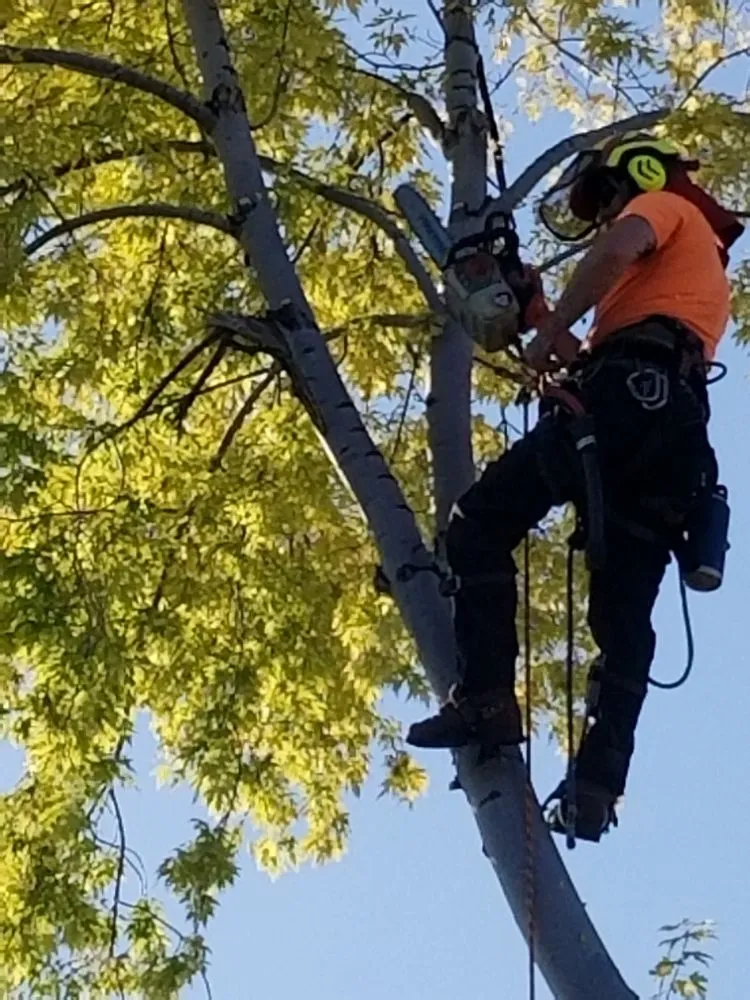 Trusted landscape installation for residential properties in Firestone, CO by Carbon Valley Tree Care