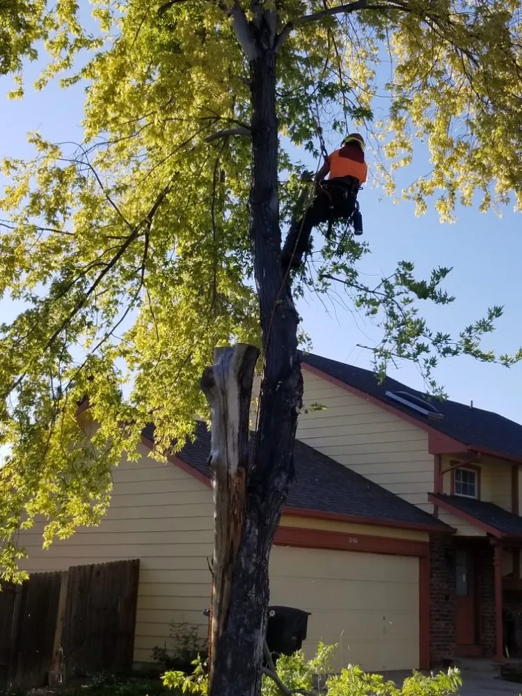 Reliable yard maintenance in Firestone, CO by Carbon Valley Tree Care