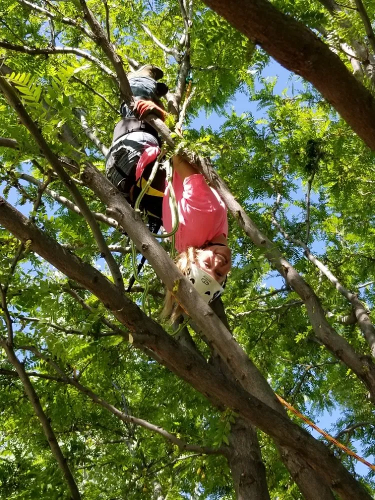 Reliable landscape installation experts serving Firestone, CO - Carbon Valley Tree Care