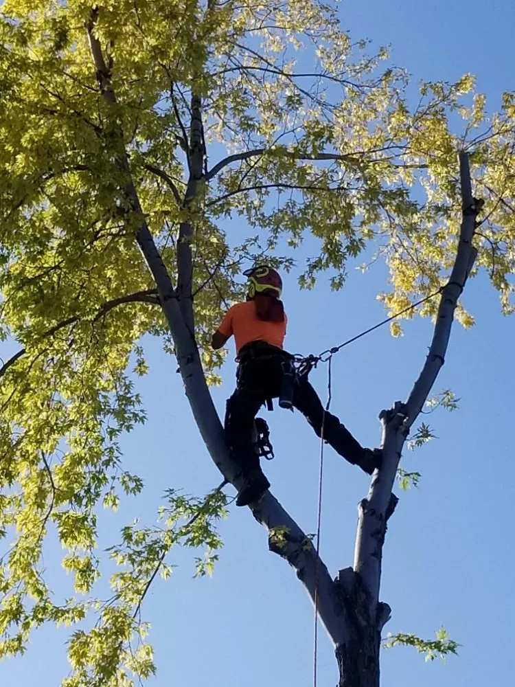Custom yard maintenance in Firestone, CO by Carbon Valley Tree Care