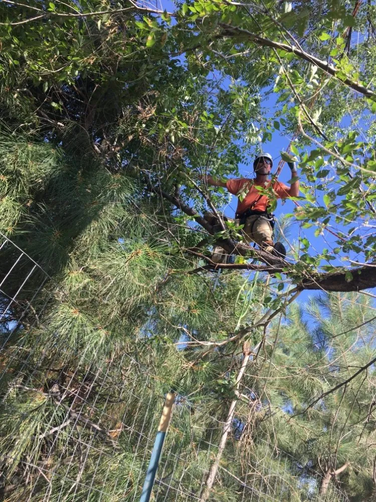 Top-rated yard maintenance in Firestone, CO - Carbon Valley Tree Care