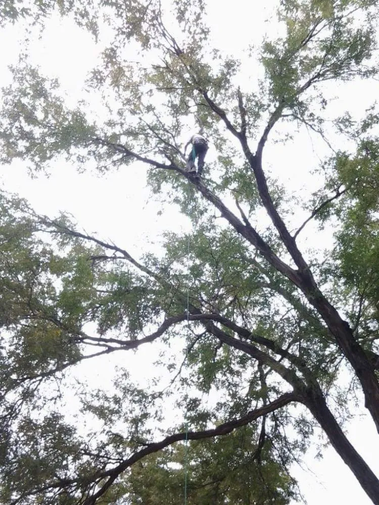 Custom yard maintenance experts serving Firestone, CO - Carbon Valley Tree Care