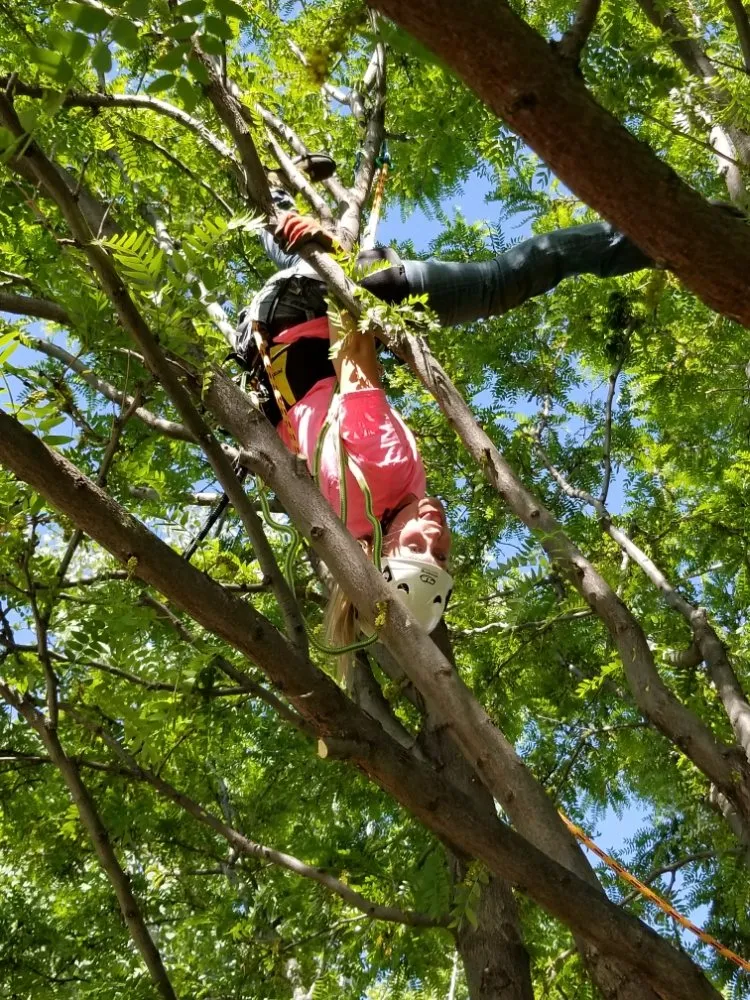 Professional lawn care service in Firestone, CO by Carbon Valley Tree Care