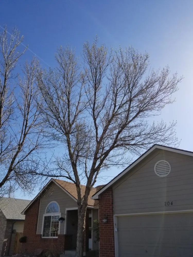 Custom yard maintenance with custom design across Firestone, CO - Carbon Valley Tree Care