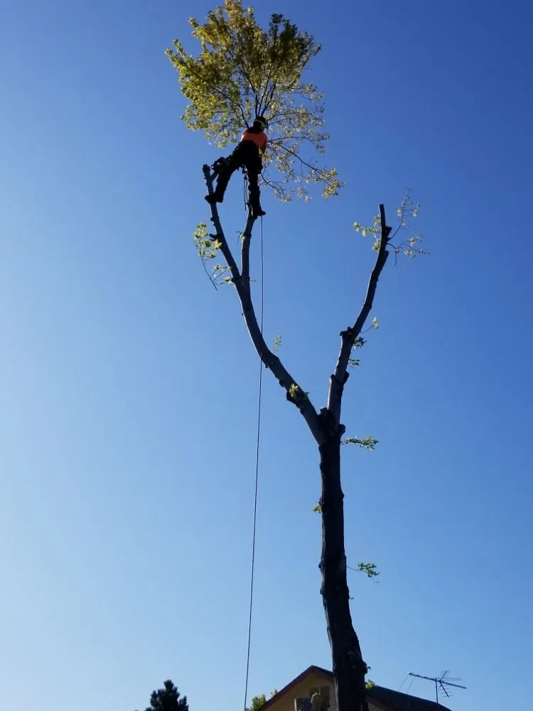 Top-rated lawn mowing service for year-round maintenance in Firestone, CO by Carbon Valley Tree Care