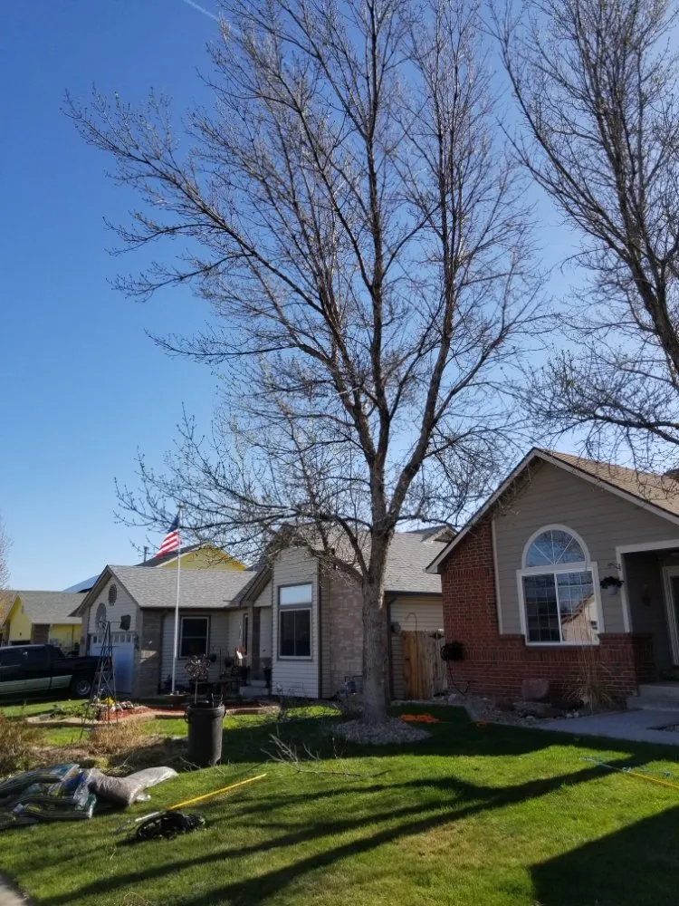 Trusted landscaping services in Firestone, CO by Carbon Valley Tree Care