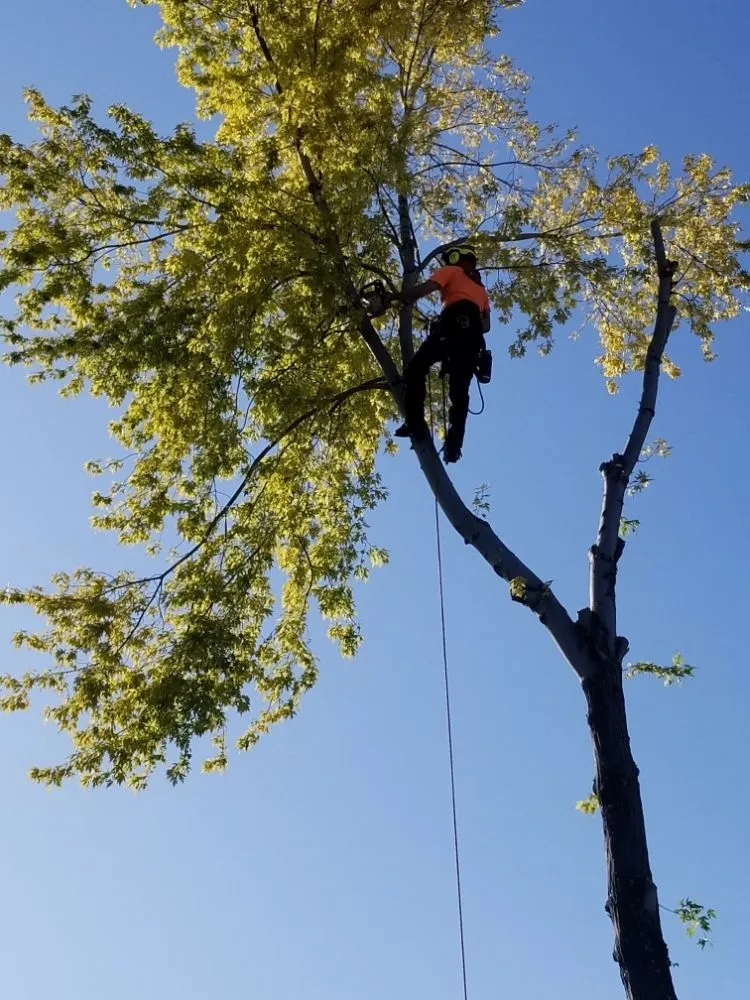 Top-rated landscape installation in Firestone, CO - Carbon Valley Tree Care