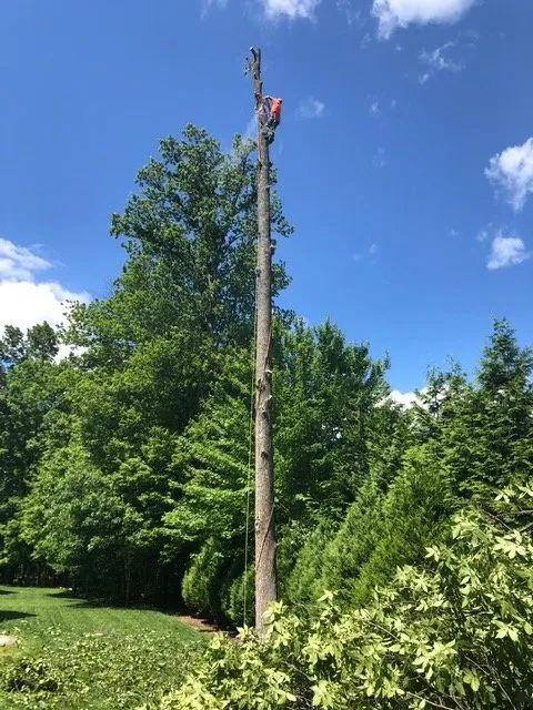 Affordable landscape design in Woodbridge, VA - Carcamo Tree Service & Landscaping