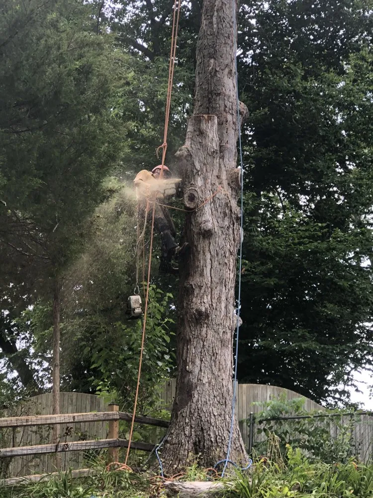 Custom landscape installation in Woodbridge, VA by Carcamo Tree Service & Landscaping