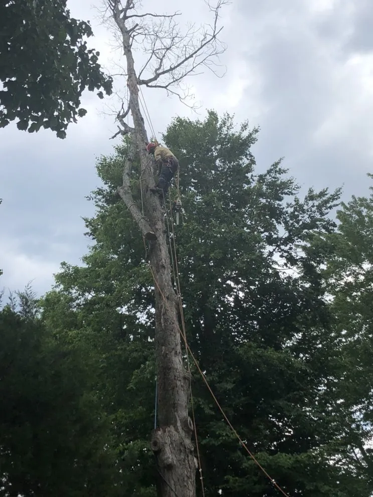 Reliable outdoor landscaping for homes in Woodbridge, VA by Carcamo Tree Service & Landscaping