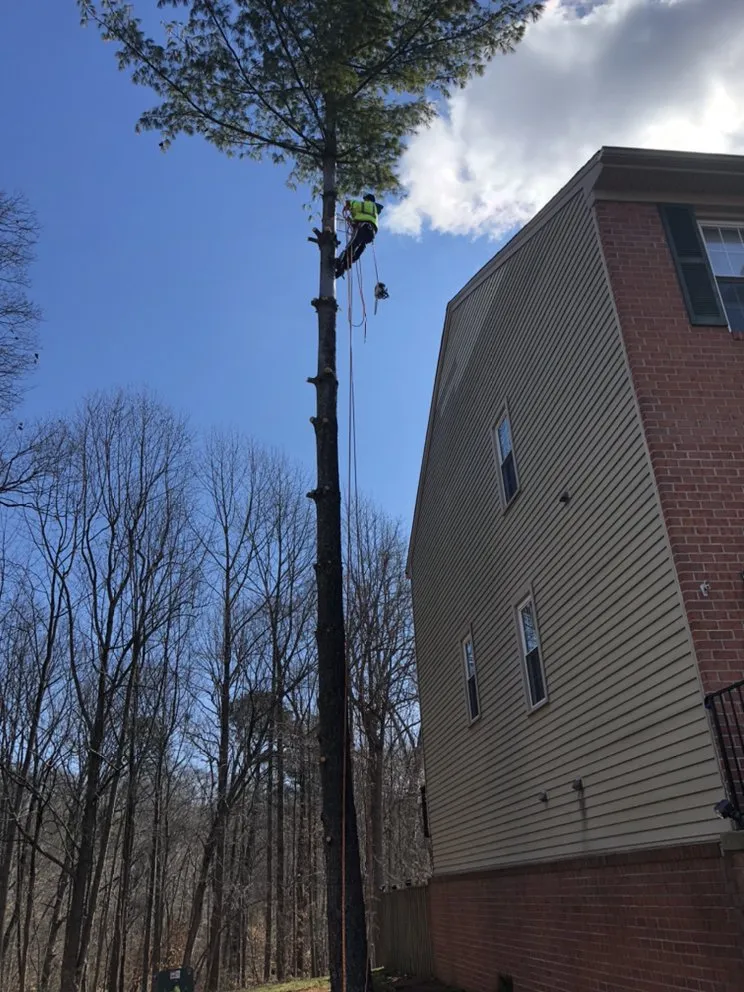 Top-rated yard maintenance in Woodbridge, VA - Carcamo Tree Service & Landscaping