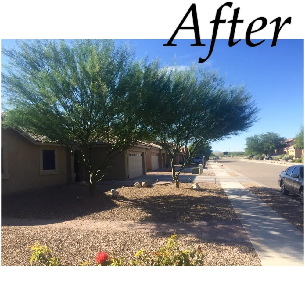 Professional landscape installation for year-round maintenance across Tucson, AZ - Cardenas Landscapes