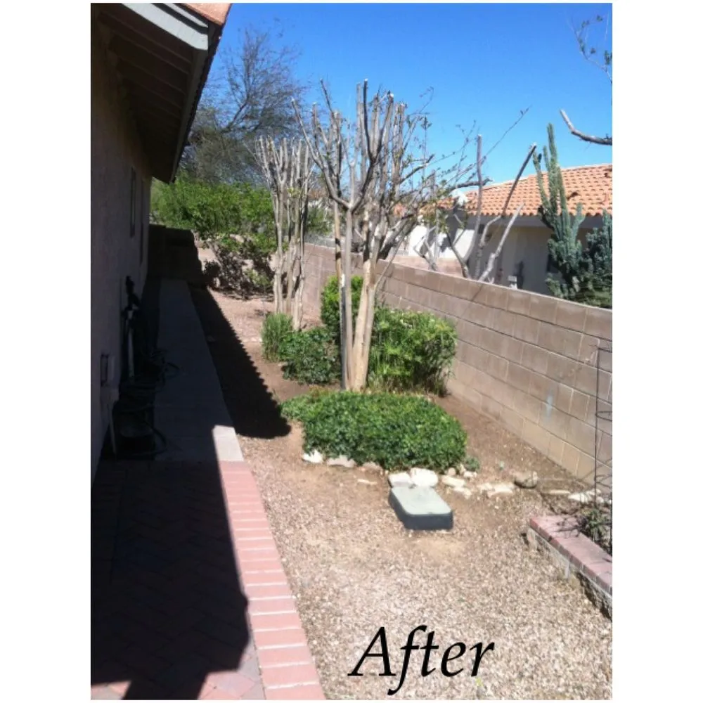Expert lawn care service for homes in Tucson, AZ by Cardenas Landscapes