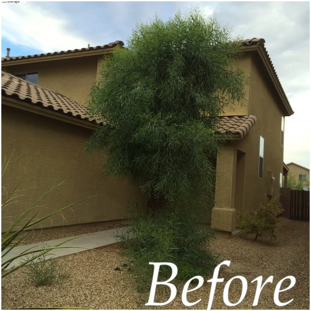 Custom landscape design for year-round maintenance across Tucson, AZ - Cardenas Landscapes