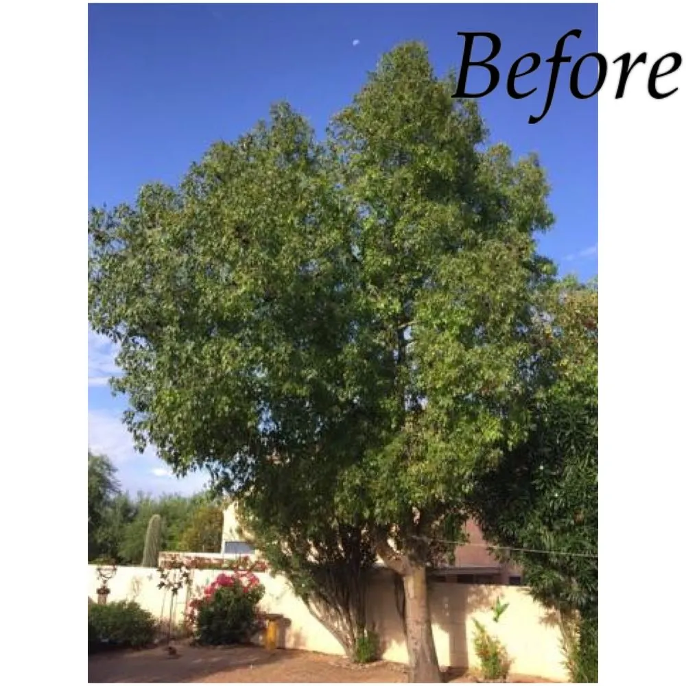 Reliable yard cleanup service in Tucson, AZ - Cardenas Landscapes