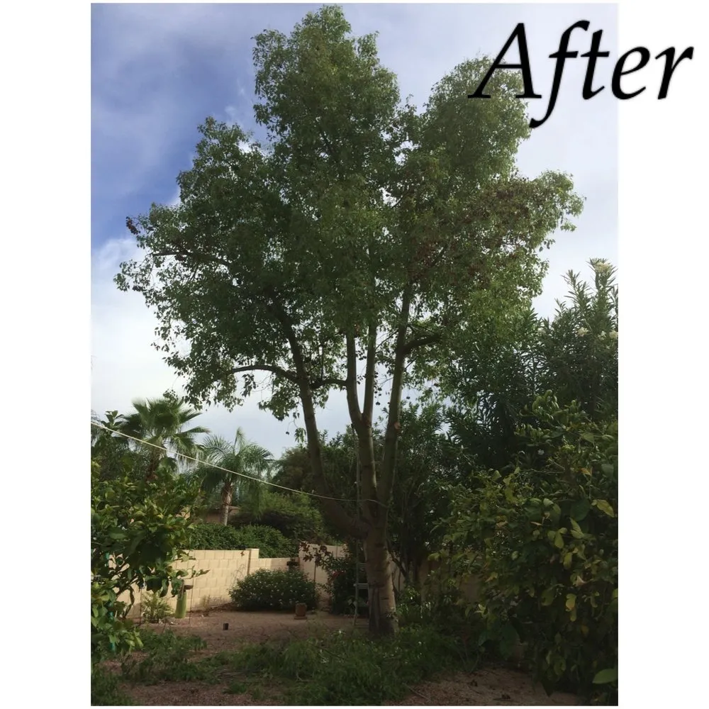 Custom yard maintenance for beautiful yards in Tucson, AZ by Cardenas Landscapes