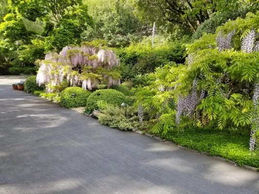 Cardenas Landscaping and Gardening Logo