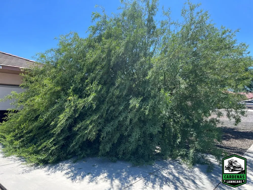 Custom outdoor landscaping in Victorville, CA - Cardenas Lawncare