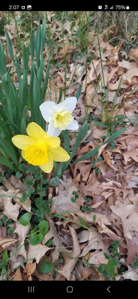 Professional residential landscaping in Forest Lake, MN by Cardinal Company