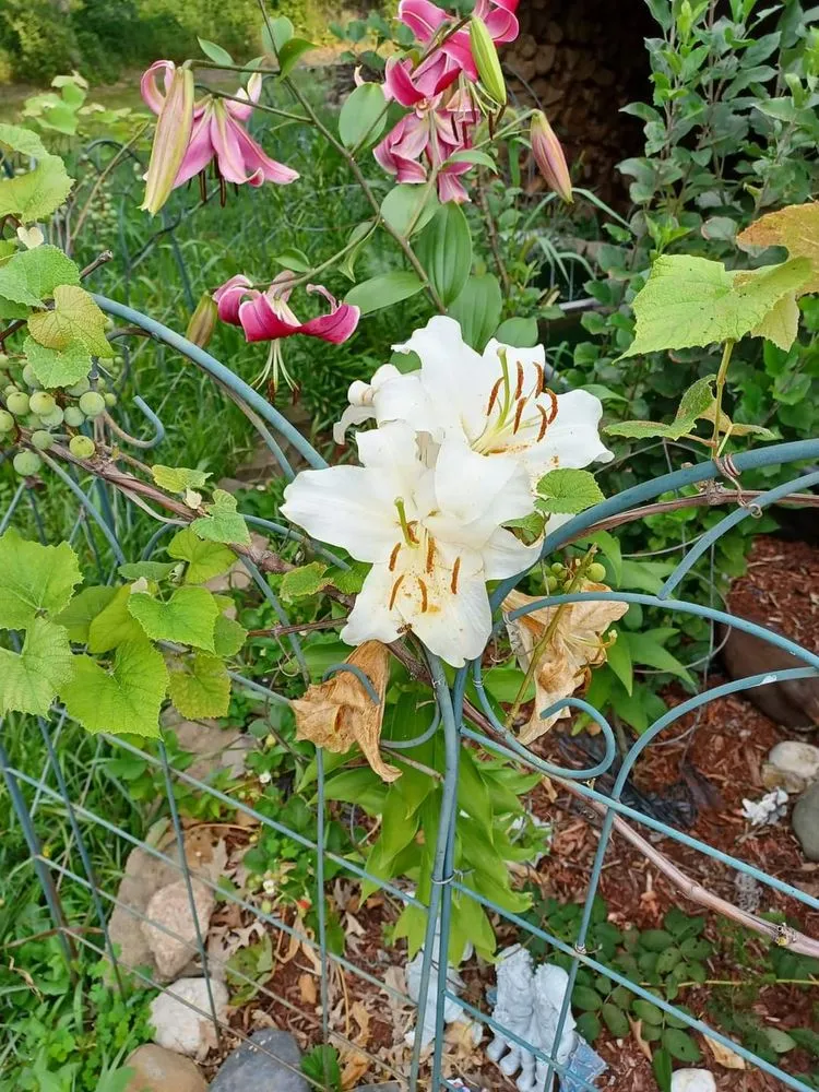 Trusted outdoor landscaping experts serving Forest Lake, MN - Cardinal Company