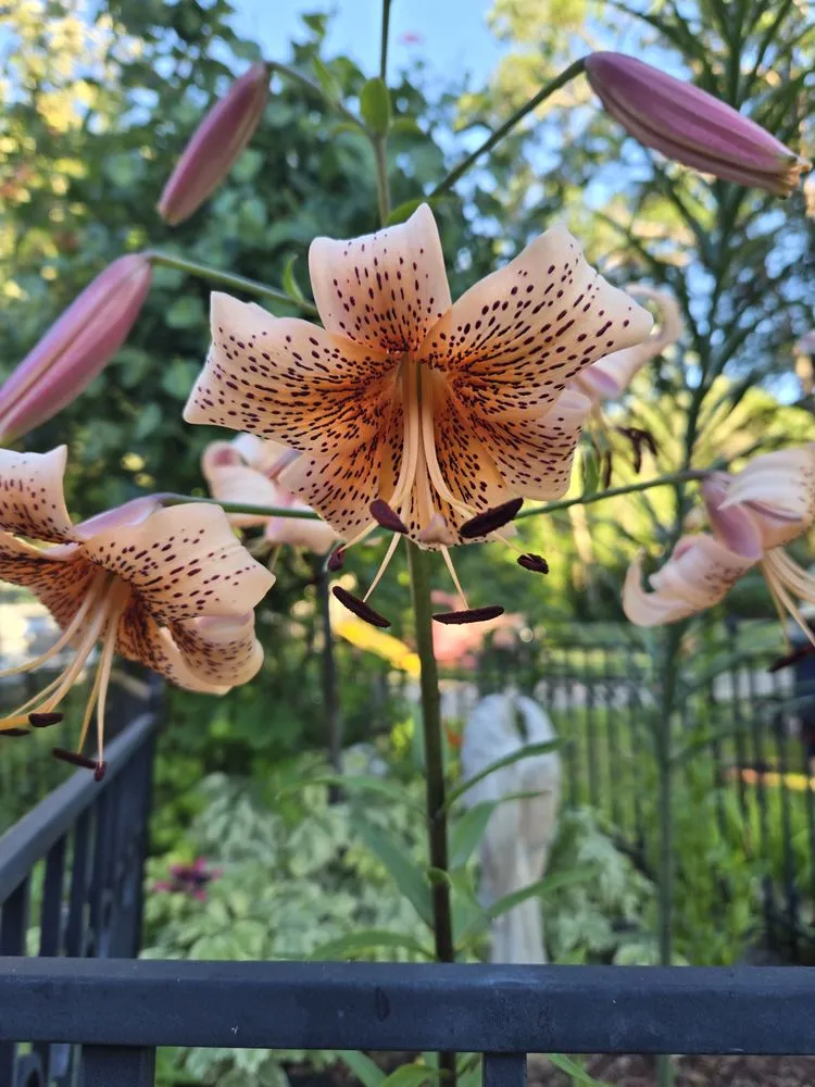 Trusted residential landscaping in Forest Lake, MN - Cardinal Company