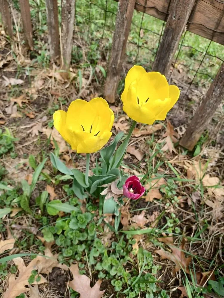 Top-rated lawn mowing service in Forest Lake, MN - Cardinal Company