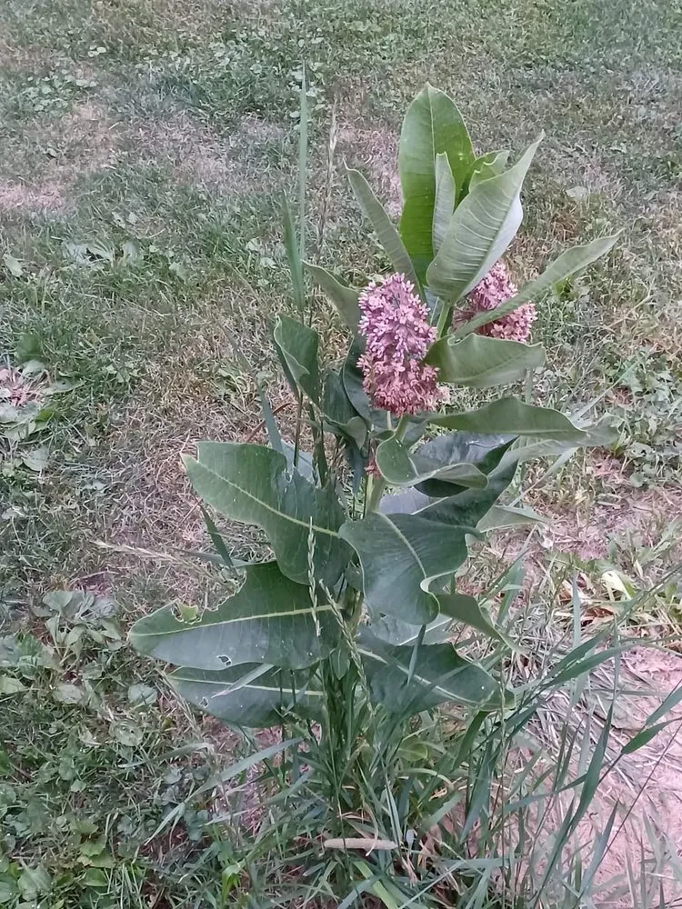 Trusted outdoor landscaping experts serving Forest Lake, MN - Cardinal Company