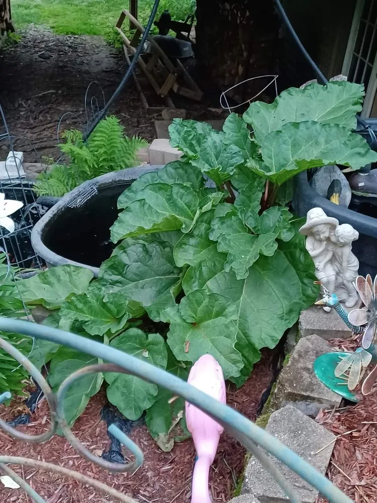 Reliable yard maintenance in Forest Lake, MN by Cardinal Company