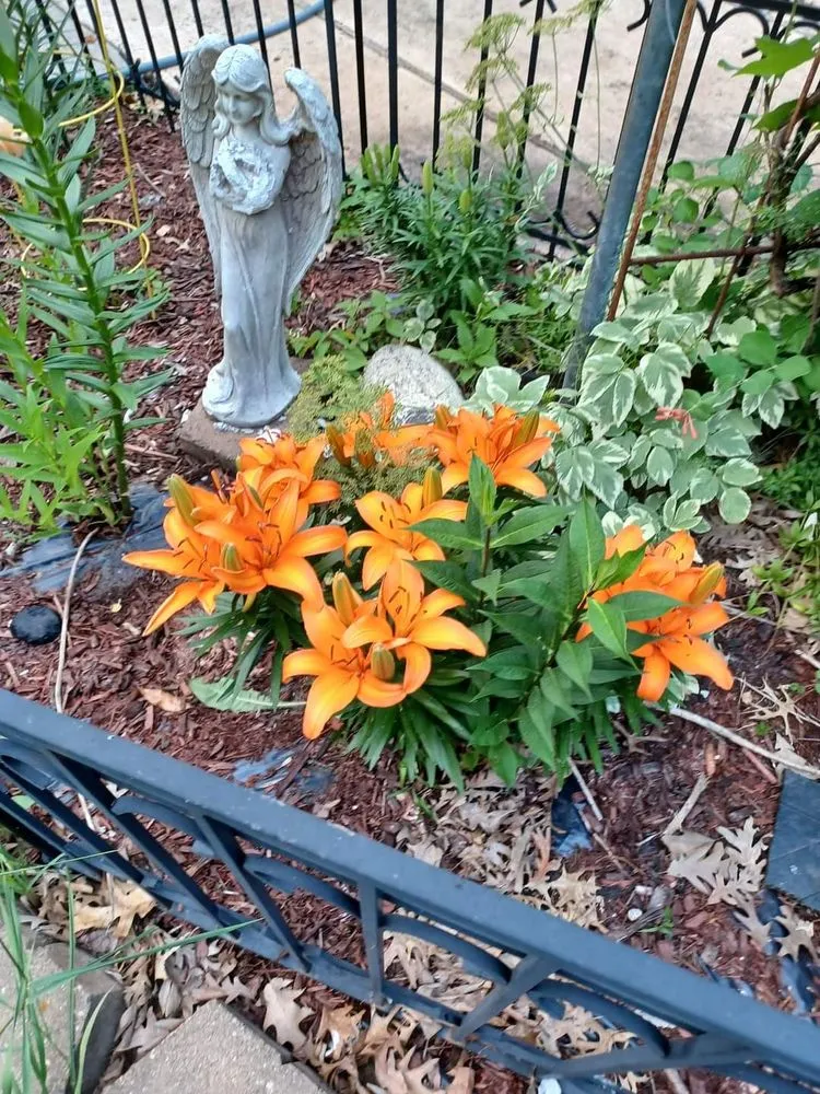 Local outdoor landscaping near you across Forest Lake, MN - Cardinal Company