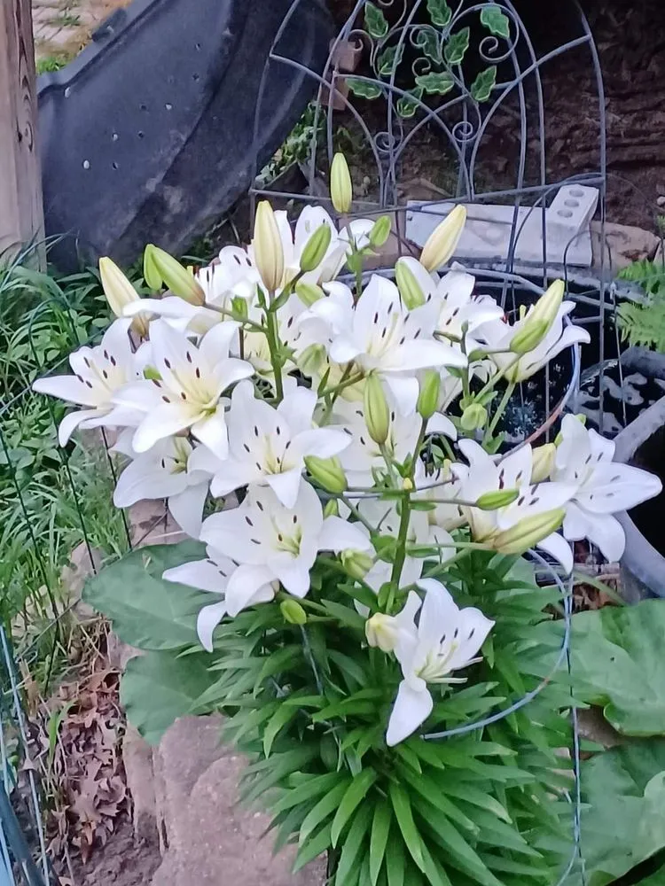 Affordable yard cleanup service experts serving Forest Lake, MN - Cardinal Company