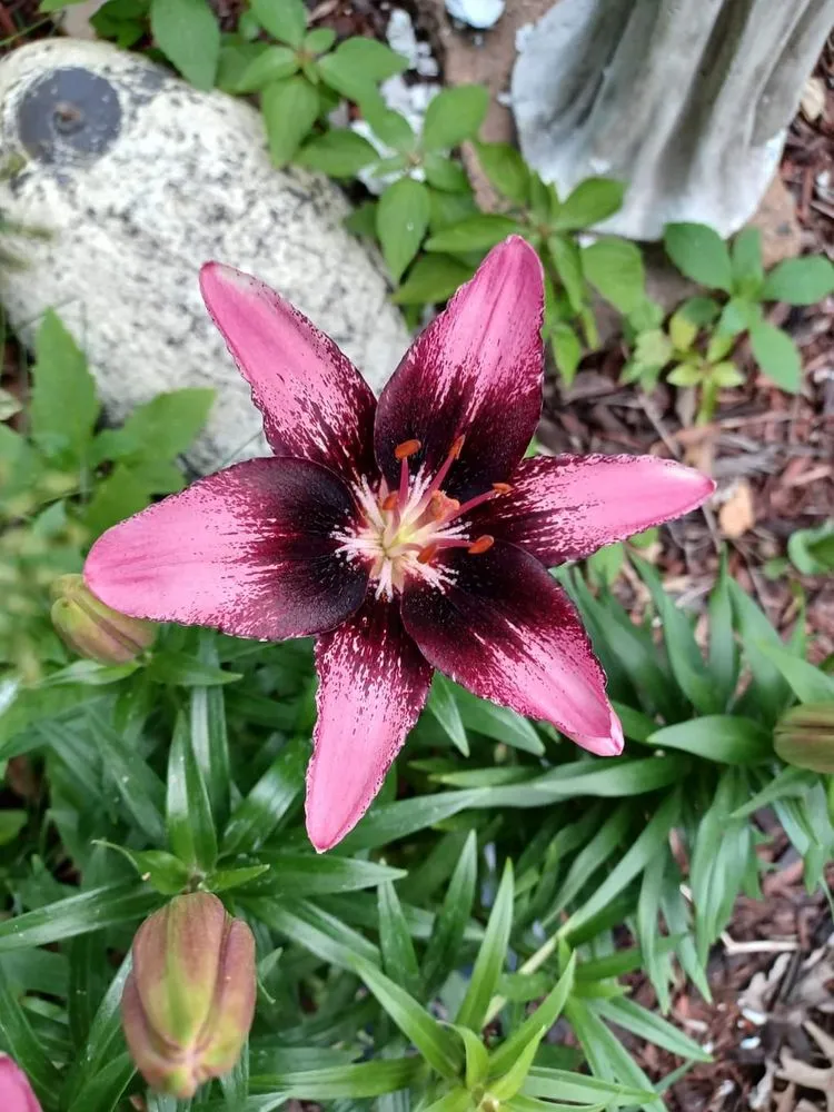 Reliable residential landscaping for year-round maintenance across Forest Lake, MN - Cardinal Company