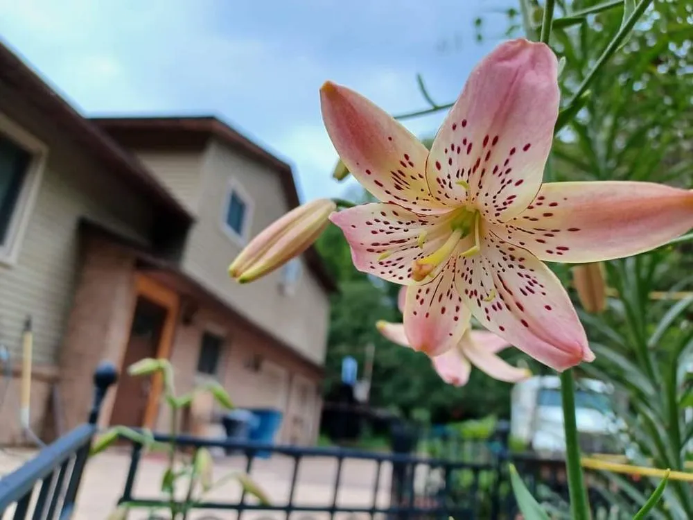 Expert residential landscaping experts serving Forest Lake, MN - Cardinal Company