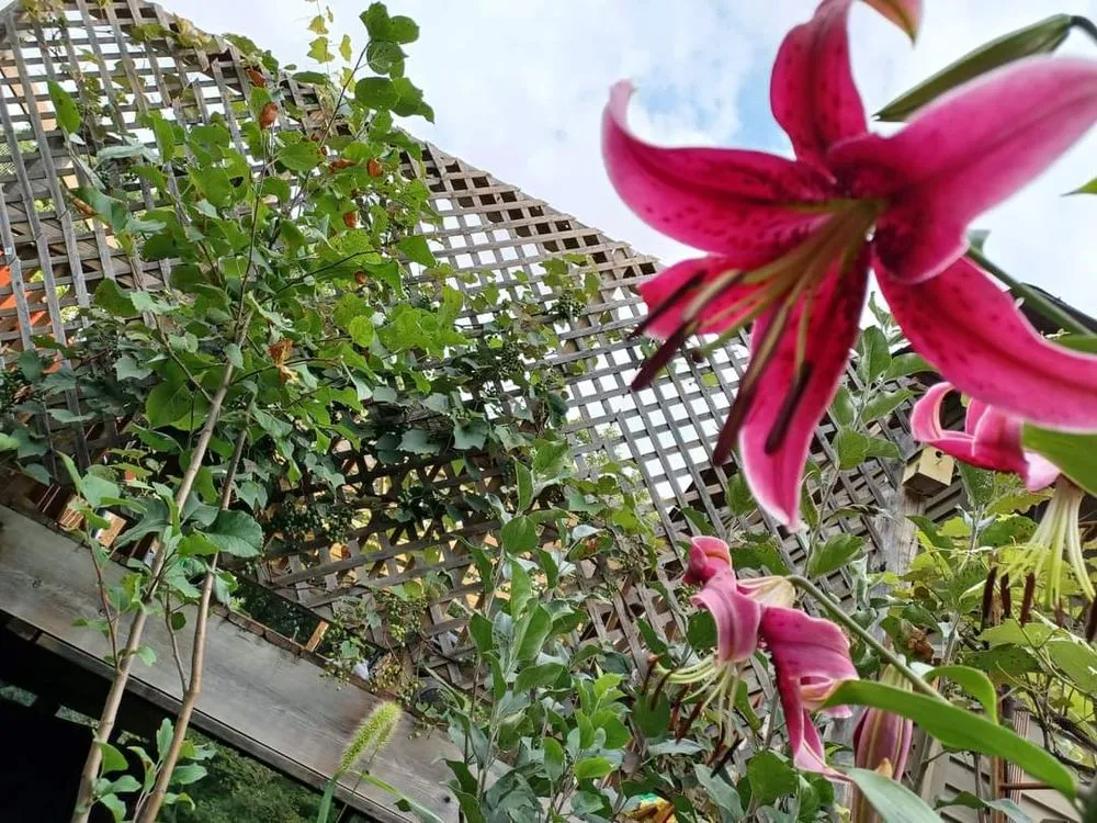 Trusted landscape design in Forest Lake, MN - Cardinal Company