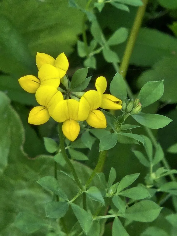 Trusted landscaping services in Forest Lake, MN by Cardinal Company