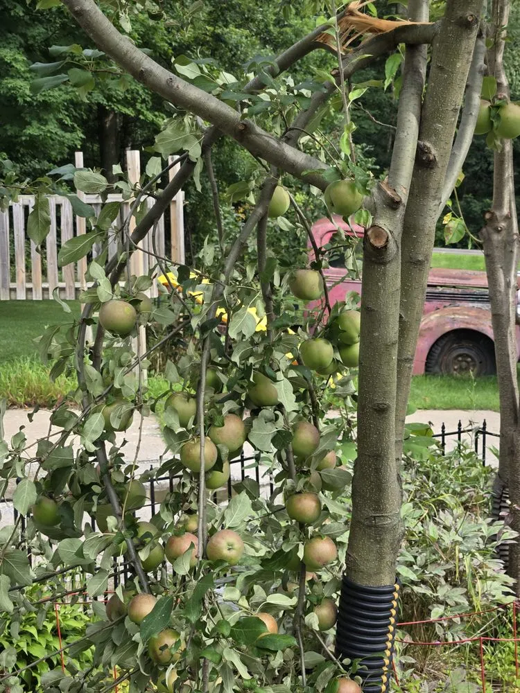 Top-rated landscape design in Forest Lake, MN by Cardinal Company