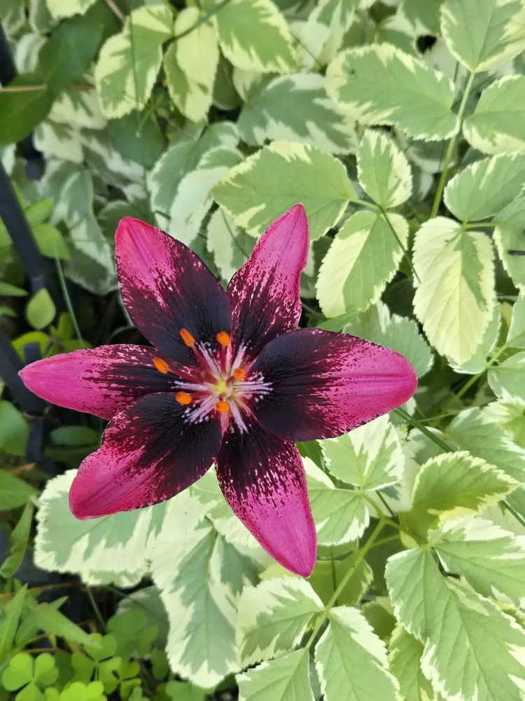 Local yard cleanup service for residential properties across Forest Lake, MN - Cardinal Company