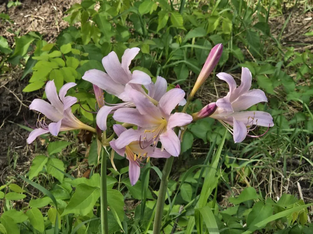 Professional landscape installation with custom design in Forest Lake, MN by Cardinal Company