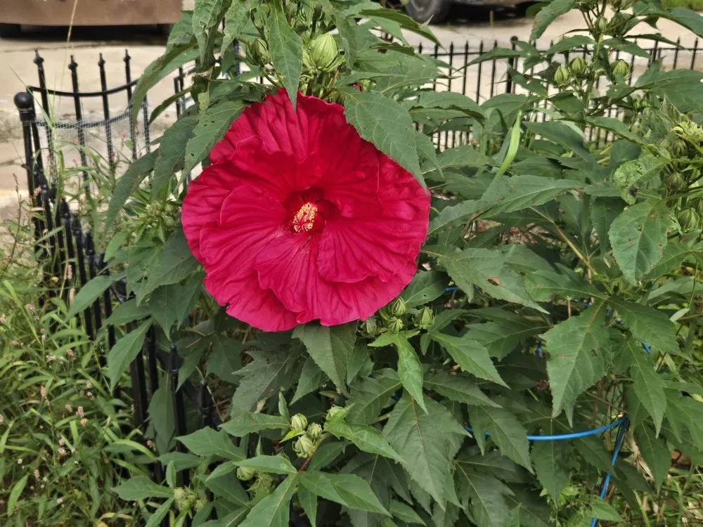 Local lawn care service near you across Forest Lake, MN - Cardinal Company